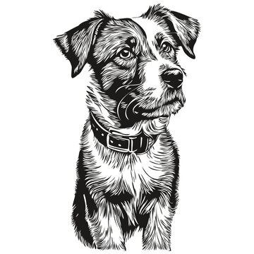 Russell Terrier dog pet silhouette, animal line illustration hand drawn black and white vector realistic breed pet