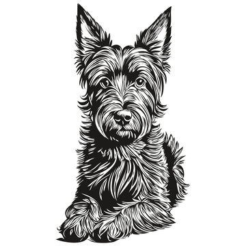 recommend clip art: Scottish Terrier dog line illustration, black and white ink sketch face portrait in vector realistic breed pet