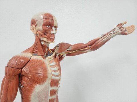 human muscular anatomy model