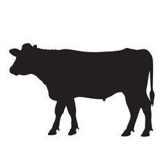 cow silhouette on white vector