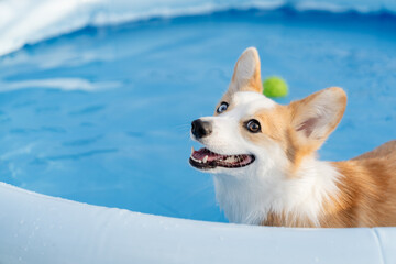 Smiling corgi dog in an inflatable pool