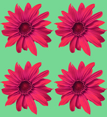 Seamless sunflower pattern 