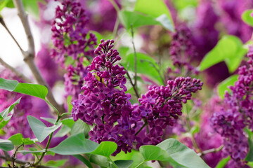 Branch with spring lilac flowers in garden. Purple lilac bush blossom with copy space.