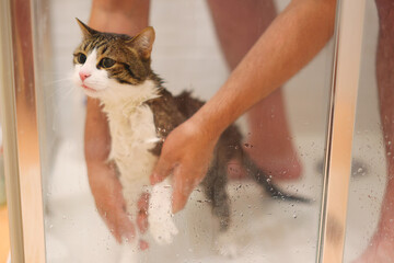 Fototapeta premium Man washing a striped gray cat in the shower. 