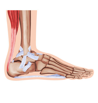 Ankle joint tendons ankle joint foot anatomy medical illustration white background