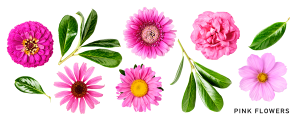 Summer pink flowers and leaves set isolated. PNG with transparent background. Flat lay. Without shadow.
