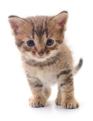 Kitten on white background.