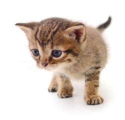 Kitten on white background.