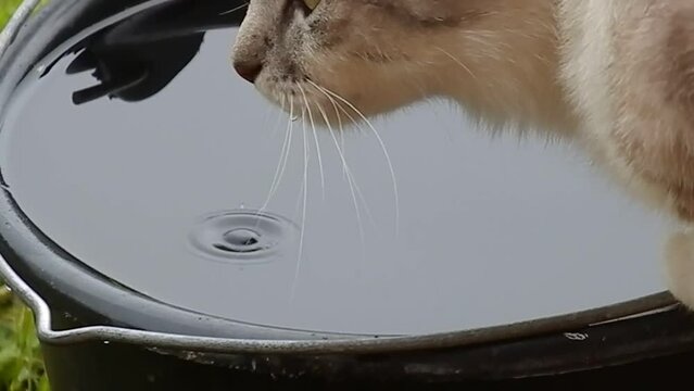 The cat drinks rain water from a bucket