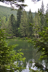lake in a mountain forest, a beautiful landscape of the forest in the mountains.  Lake Synevir in the Carpathians. 