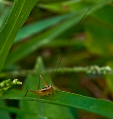 close up view of grasshopper perched on green leaf