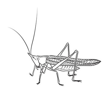 vector drawing grasshopper black on white background