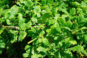 Fototapeta na wymiar Close up of lush green oak leaves