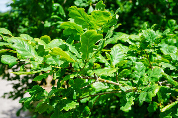 Fototapeta na wymiar Close up of lush green oak leaves
