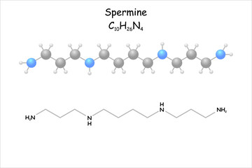 Stylized molecule model/structural formula of spermine.