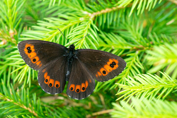 Weißbindiger Mohrenfalter (Erebia ligea) © Karin Jähne
