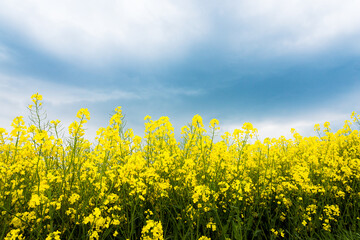Obraz premium Blooming canola field and blu sky with stormy clouds