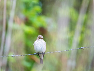 Small bird on a wire