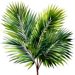 palm tree isolated on transparent  background