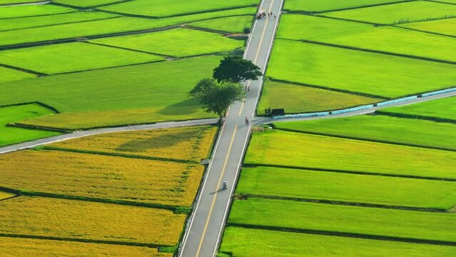 Aerial view of tourists riding tricycles on Mr. Brown Avenue and gathering around the famous lone tree in rice paddy field in the season of golden harvest, in Chishang Township, Taitung County, Taiwan