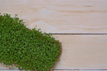 Microgreens plants on a linen rug on a dark background. The concept of healthy eating. Close-up.