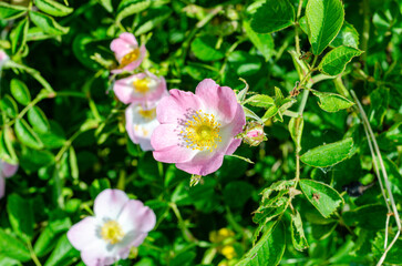 Obraz premium Dog-rose, Sweet-Brier, and California Wild rose flowers in Biebertal, Germany