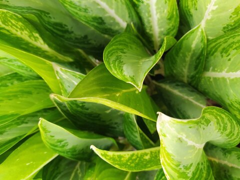 Aglaonema commutatum schott green foliage