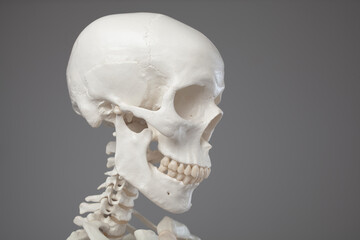 Cranial anatomy, close-up of a human skull