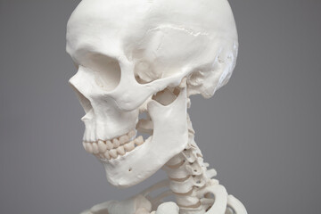 Cranial anatomy, close-up of a human skull
