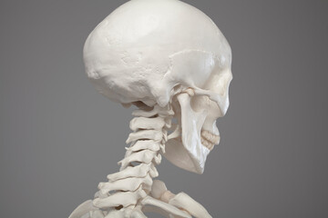 Cranial anatomy, close-up of a human skull