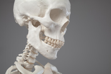 Cranial anatomy, close-up of a human skull