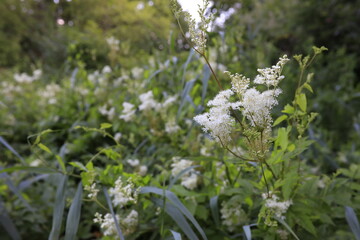 Heilpflanze Mädesüß in Blüte, Pflanzenportrait