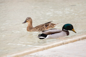 Naklejka na ściany i meble A pair of ducks in a city pond - city birds nest and breed in the city