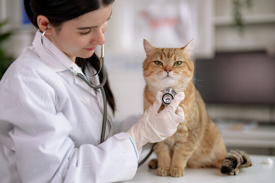 Veterinarian examines a cute little cat at the animal hospital.