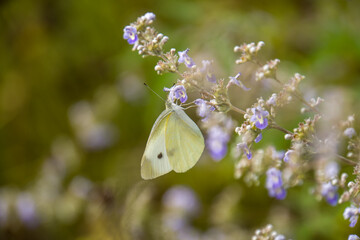 white butterfly on a flower