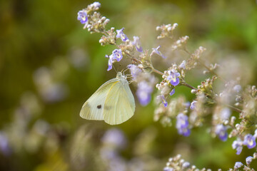 white butterfly on lavender flowers macro photo