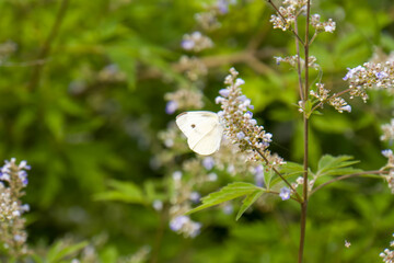 white butterfly on lavender flowers macro photo