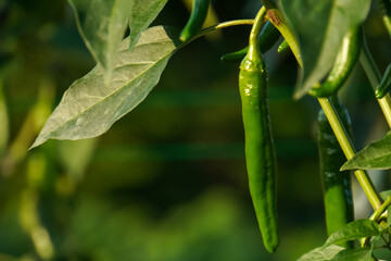 Green peppers growing in the garden. Green bell pepper hanging on tree in the plantation