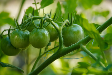 Small, unripe green tomatoes growing on the vine.