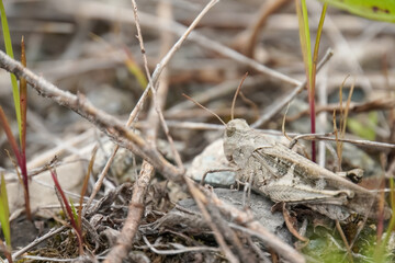 grasshopper sitting on a grass