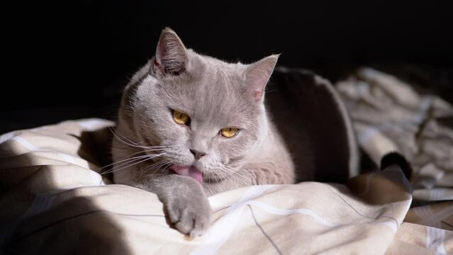 Gray Fluffy Domestic Cat Cleans Fur in the Morning at Dawn on a Soft Bed on Sun. Close up. Pure British cat licks paw with tongue. Falling sunlight from the window, shadow. Grooming. Body care. Pets.
