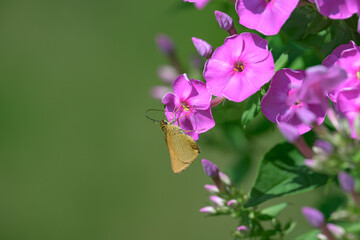 A yellow and brownish butterfly with its very long proboscis feeds on the pink phlox in our garden in Windsor in Upstate NY.