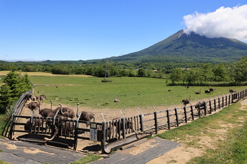 ニセコ ダチョウ牧場と羊蹄山