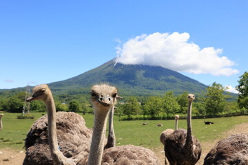 ニセコ ダチョウ牧場と羊蹄山