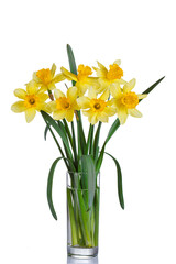 beautiful yellow flowers daffodils in a vase on a transparent white background close-up