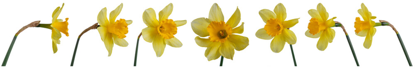 beautiful yellow flowers daffodils in a vase on a transparent white background close-up