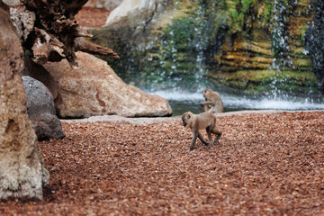 Old World Monkey, family of Primates known taxonomically as the Cercopithecidae