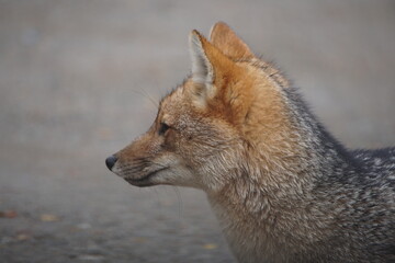 Obraz premium Zorro gris patagónico hembra, adulta fotografiado en el Parque Nacional Nahuel Huapi, rio negro Argentina mientras paseaba con su cria. El zorro gris habita en la cordillera de Los Andes