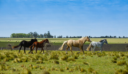 Herd of horses in the coutryside, La Pampa province, Patagonia,  Argentina.