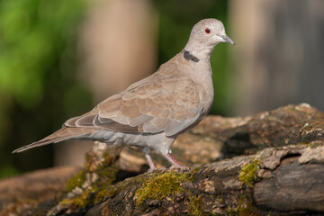 Eurasian collared dove - Streptopelia decaocto on perch with green brown background. Photo from Kisújszállás in Hungary.